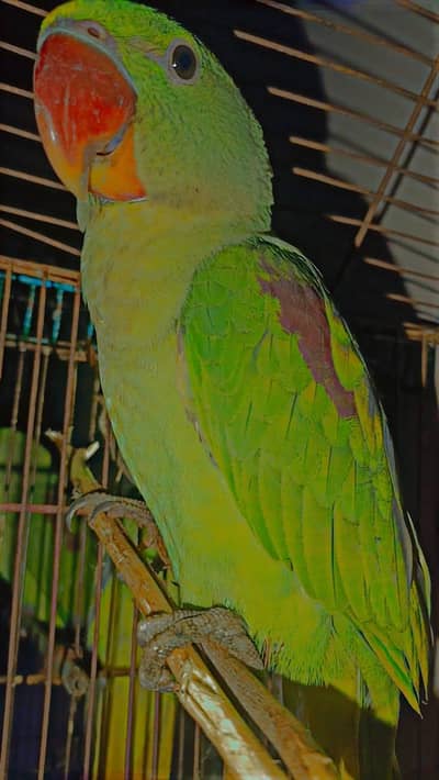 Raw Parrots