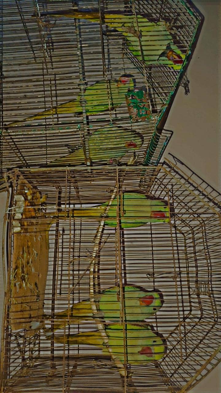 Raw Parrots 1