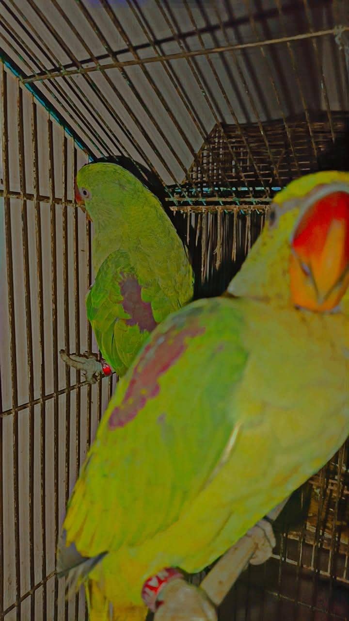 Raw Parrots 2