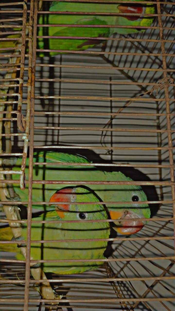 Raw Parrots 3