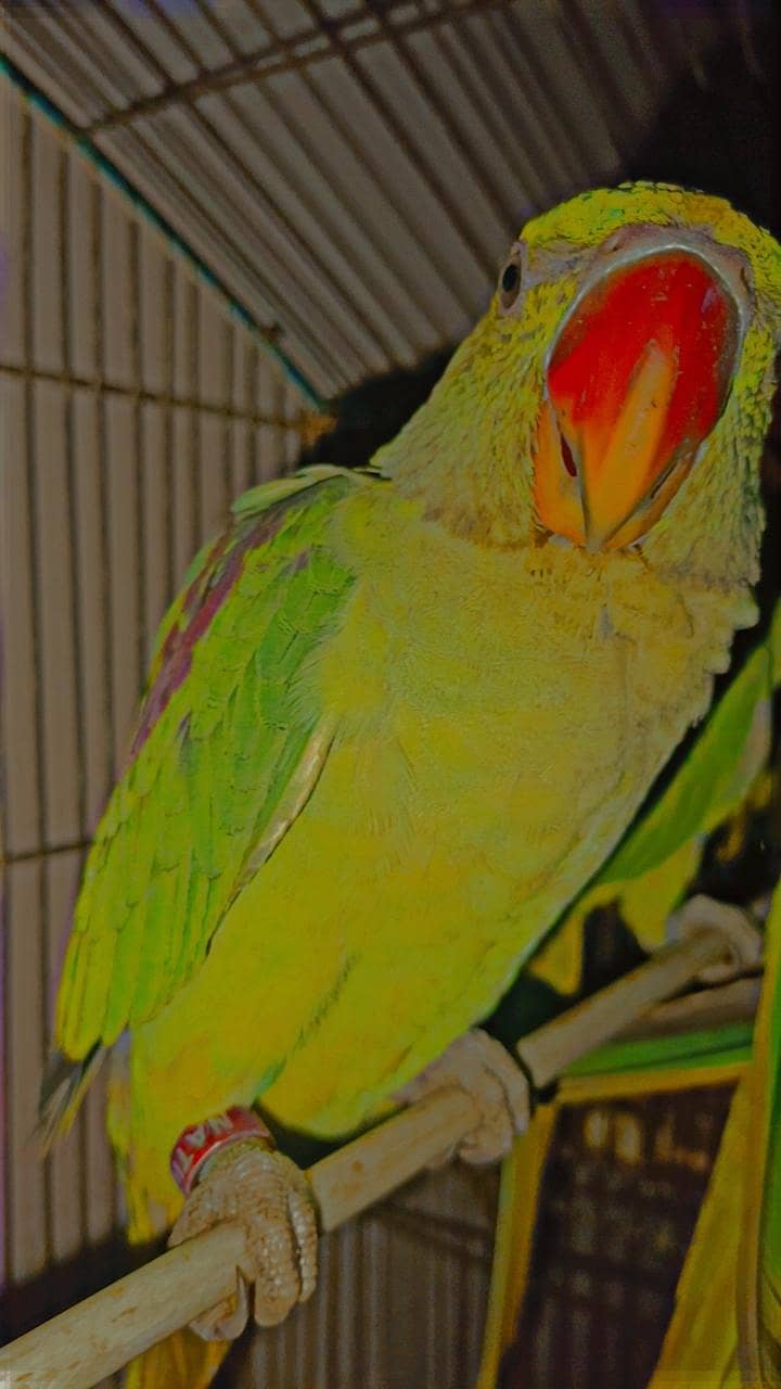 Raw Parrots 4