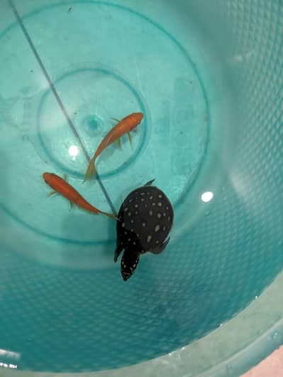 fish and turtle for sale