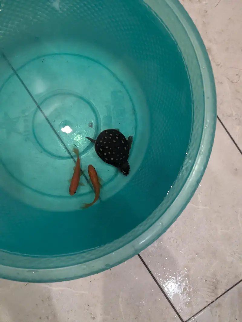 fish and turtle for sale — photo 2