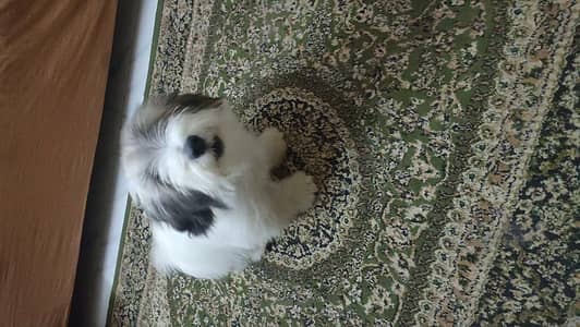 8-Month-Old Shih Tzu for Adoption