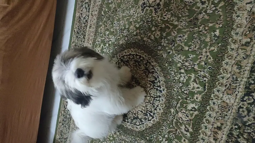 8-Month-Old Shih Tzu for Adoption — photo 2