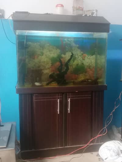 aquarium  condition vip