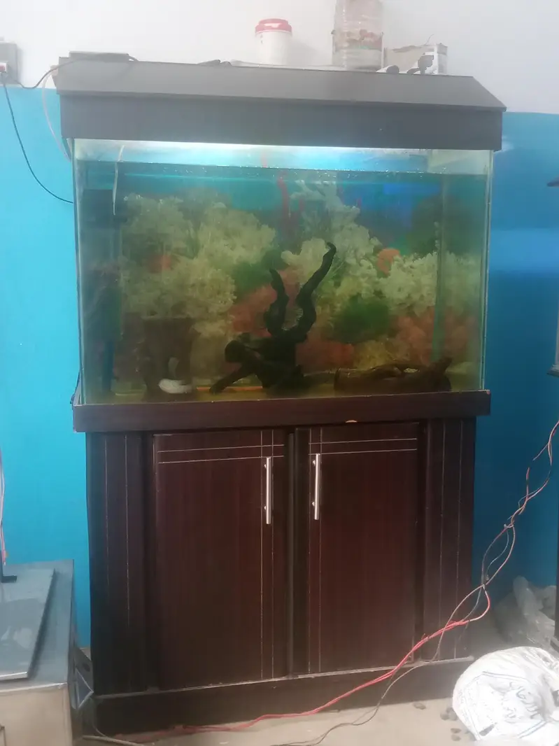 aquarium  condition vip