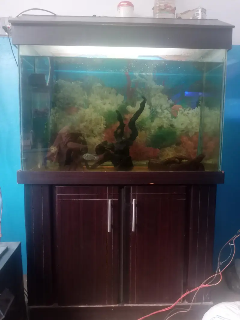 aquarium  condition vip — photo 2