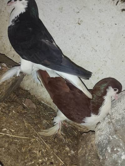 2 Shirazi breeding pairs for sale