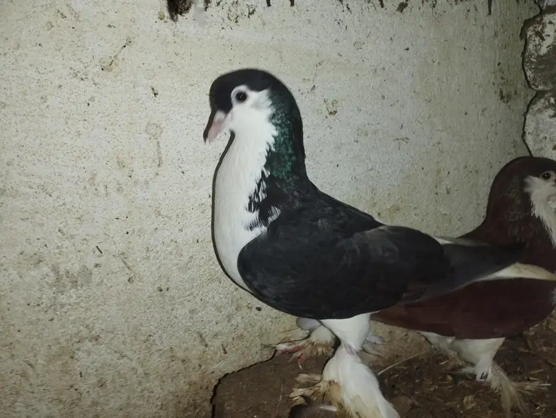 2 Shirazi breeding pairs for sale — photo 2