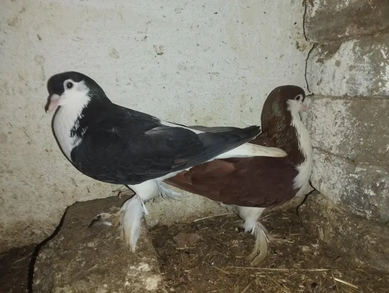 2 Shirazi breeding pairs for sale — photo 3