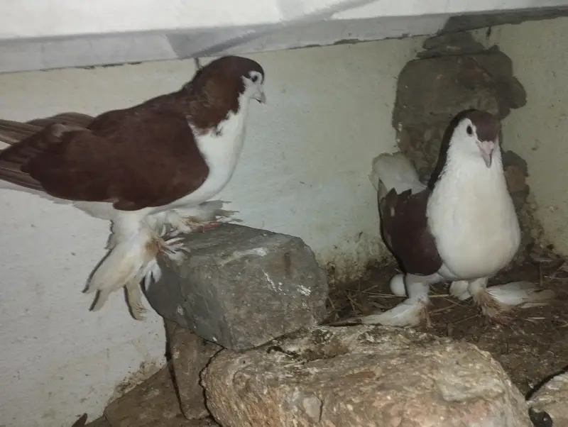 2 Shirazi breeding pairs for sale — photo 4