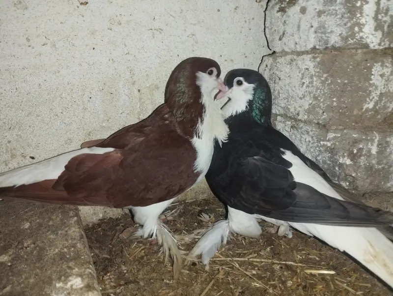 2 Shirazi breeding pairs for sale — photo 5