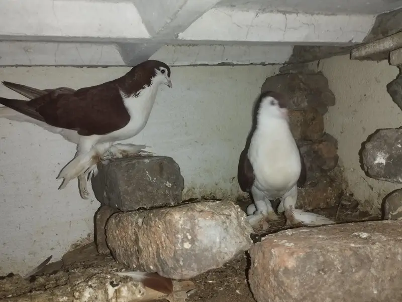 2 Shirazi breeding pairs for sale — photo 6