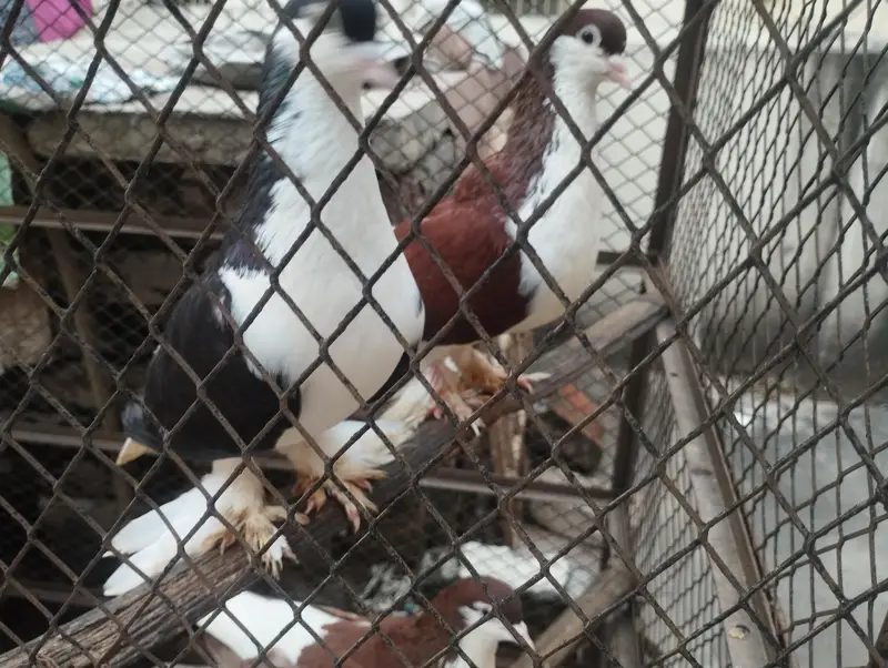 2 Shirazi breeding pairs for sale — photo 7
