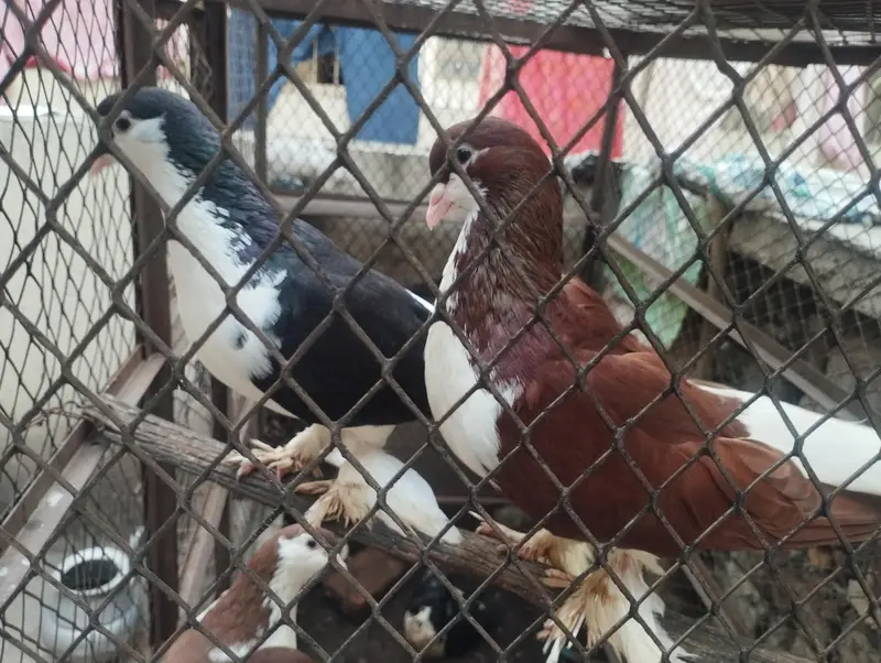 2 Shirazi breeding pairs for sale — photo 8
