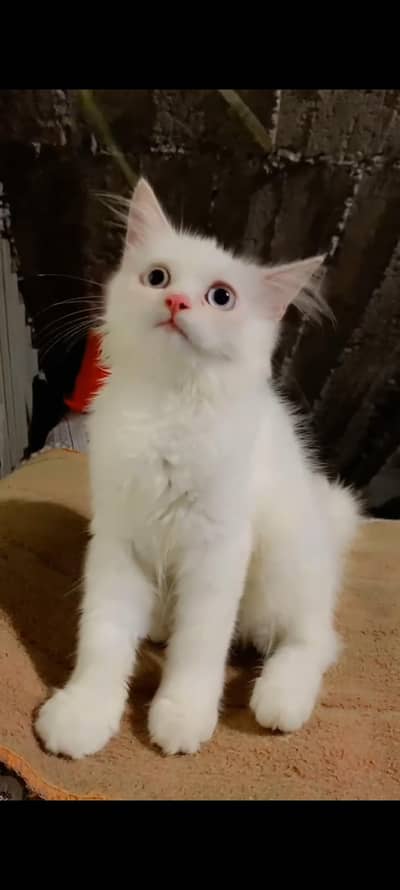 Persian kitten