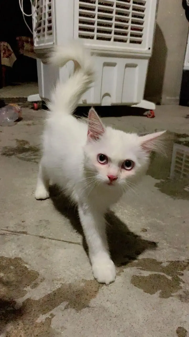 Persian kitten — photo 2