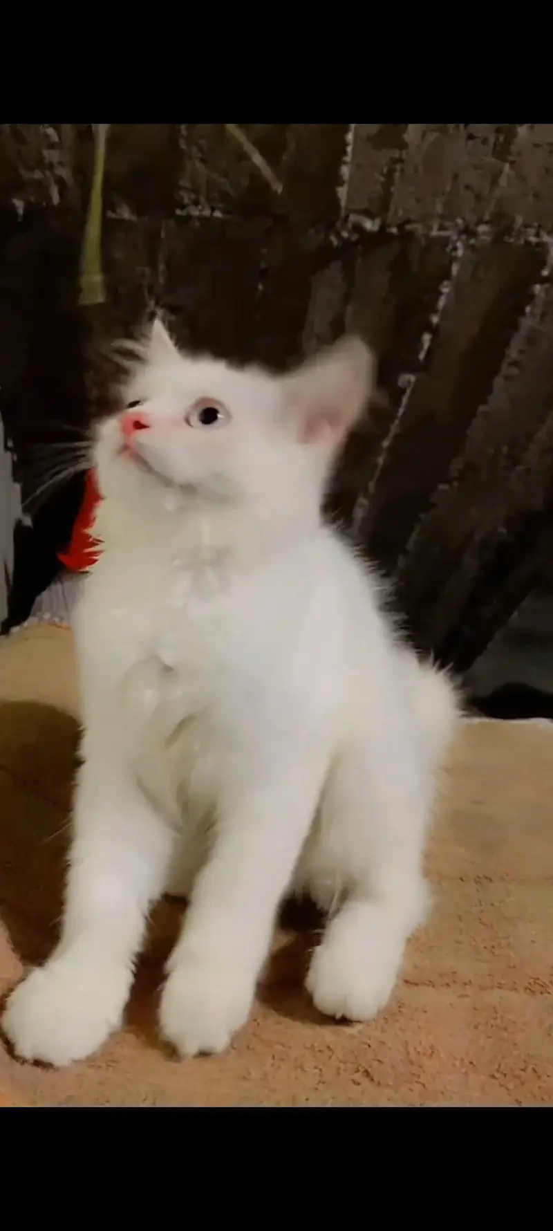Persian kitten — photo 3