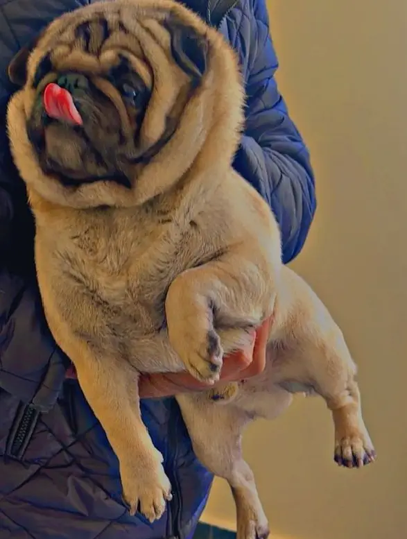 Pug male dog, show quality, fully trained, punch face — photo 4