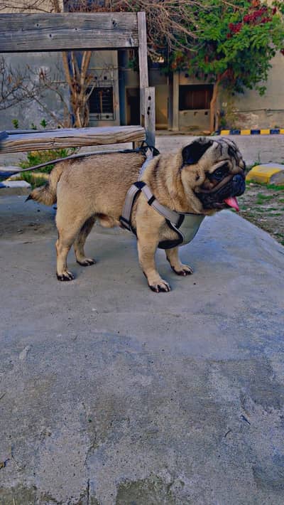 Pug male dog, show quality, fully trained, punch face