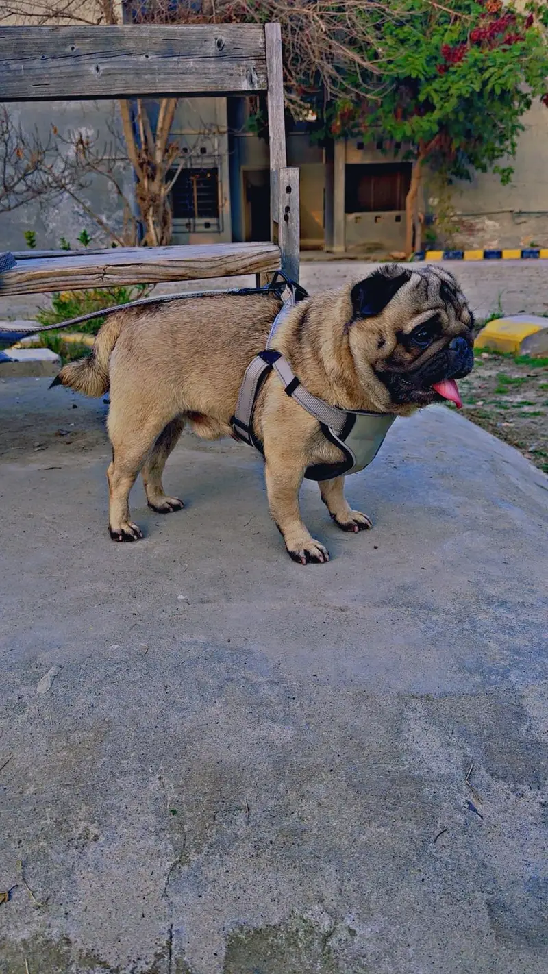Pug male dog, show quality, fully trained, punch face — photo 5