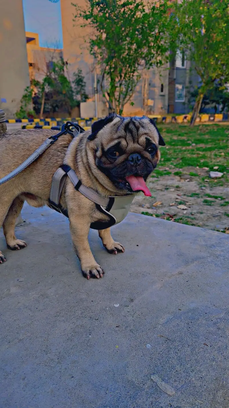 Pug male dog, show quality, fully trained, punch face — photo 6