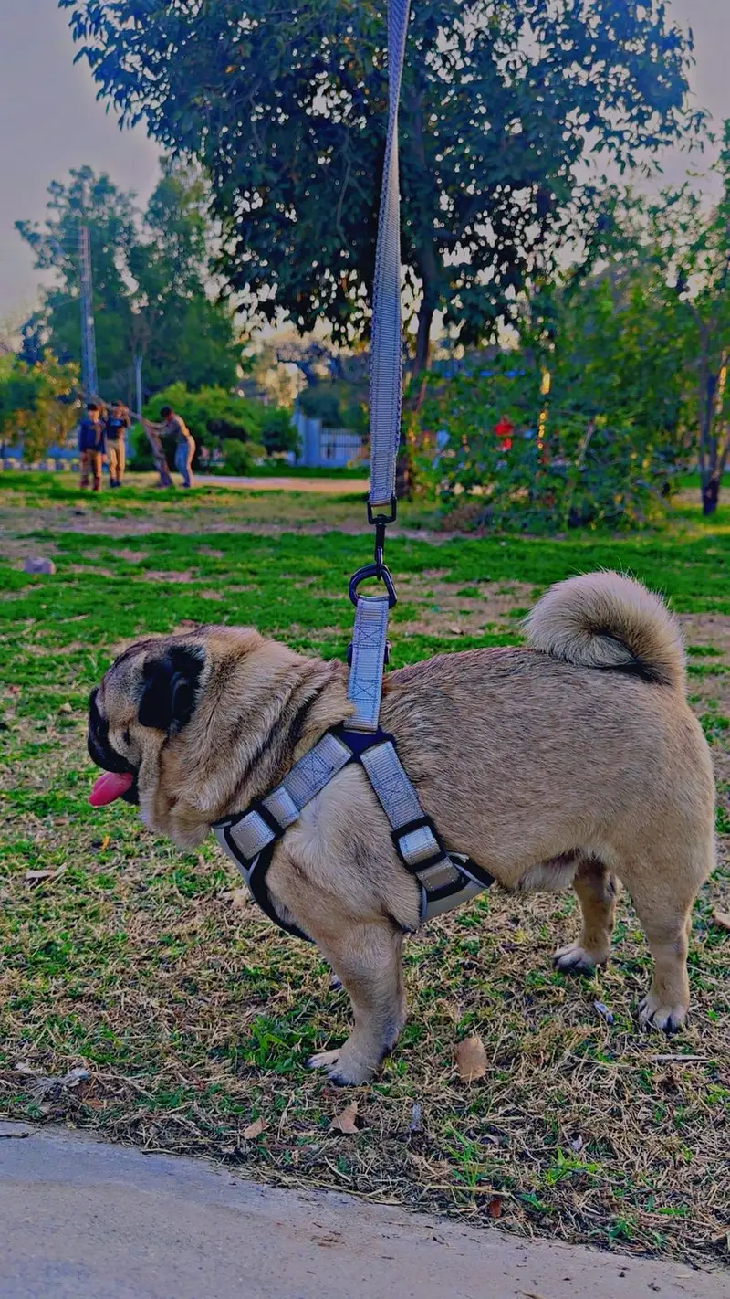 Pug male dog, show quality, fully trained, punch face — photo 7