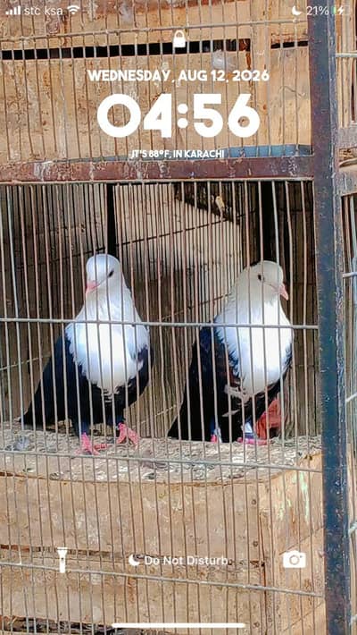 Kar Bali piegon breeding pair