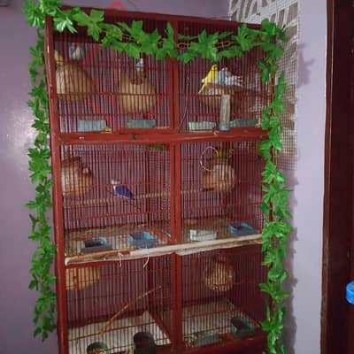 love bird and ostralion beautifull setup