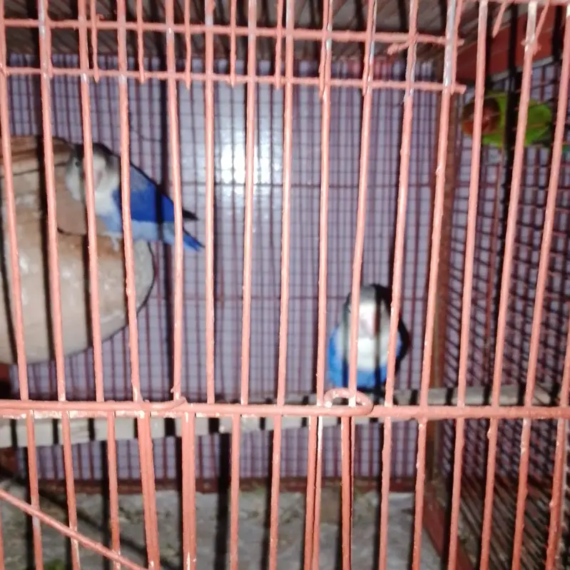 love bird and ostralion beautifull setup — photo 2