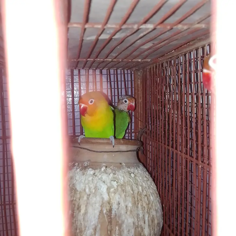 love bird and ostralion beautifull setup — photo 3