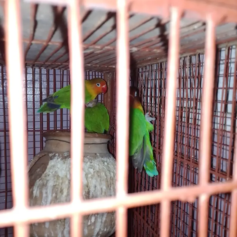 love bird and ostralion beautifull setup — photo 4
