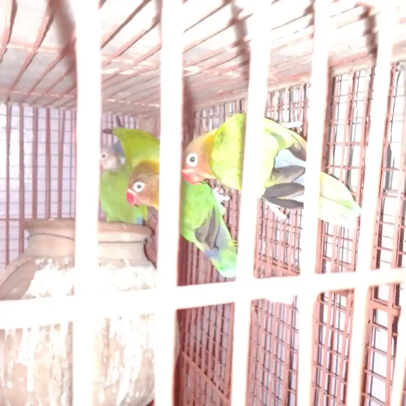 love bird and ostralion beautifull setup — photo 5
