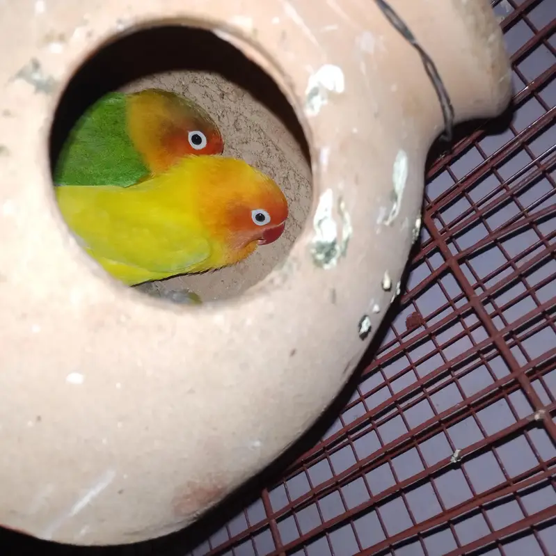 love bird and ostralion beautifull setup — photo 6