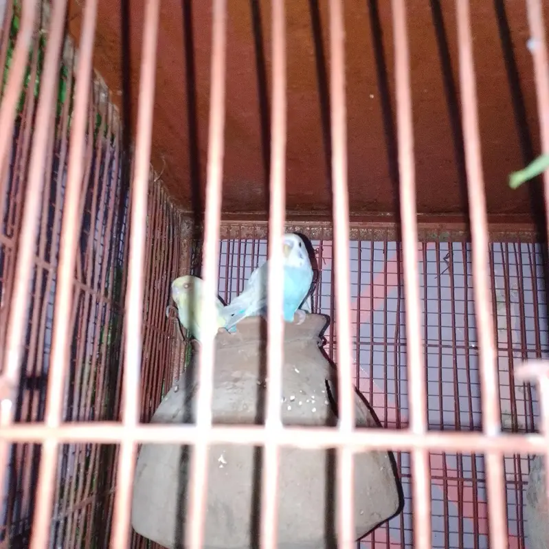love bird and ostralion beautifull setup — photo 7