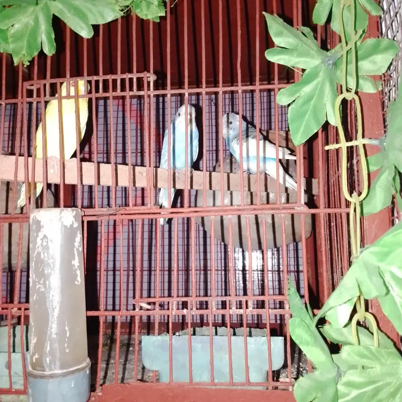 love bird and ostralion beautifull setup — photo 8
