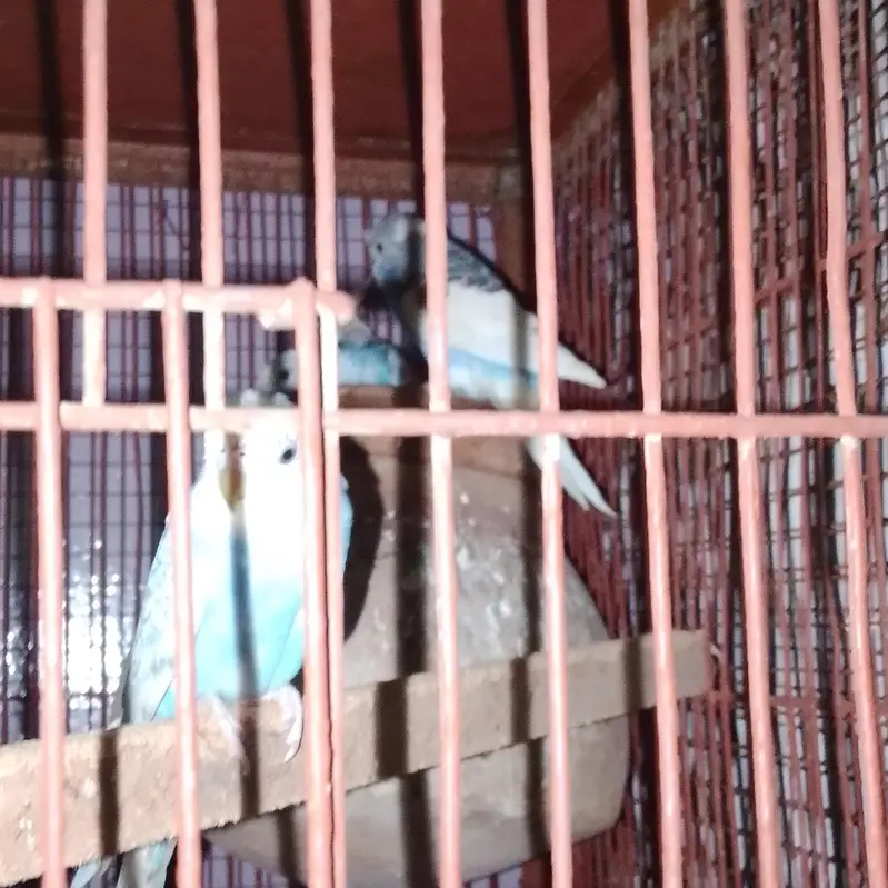 love bird and ostralion beautifull setup — photo 9
