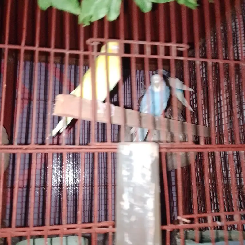 love bird and ostralion beautifull setup — photo 10