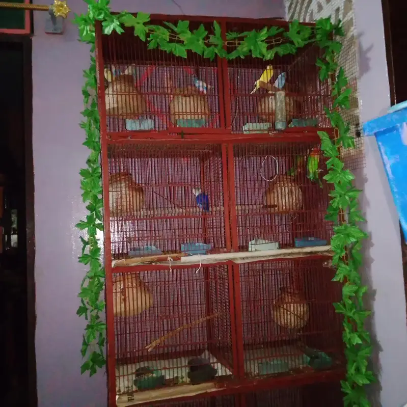 love bird and ostralion beautifull setup — photo 11
