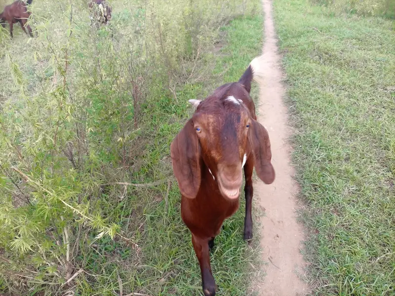 Masha ALLAH dhogli path — photo 6