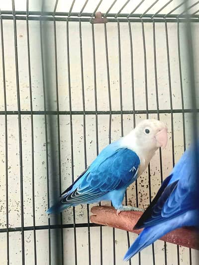 Blue opaline female.