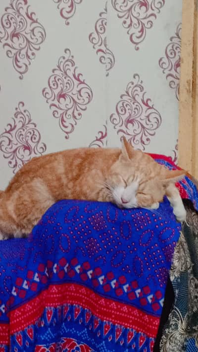 orange fur cat