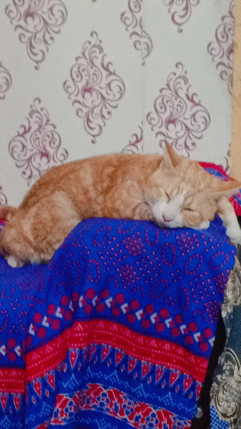 orange fur cat — photo 2