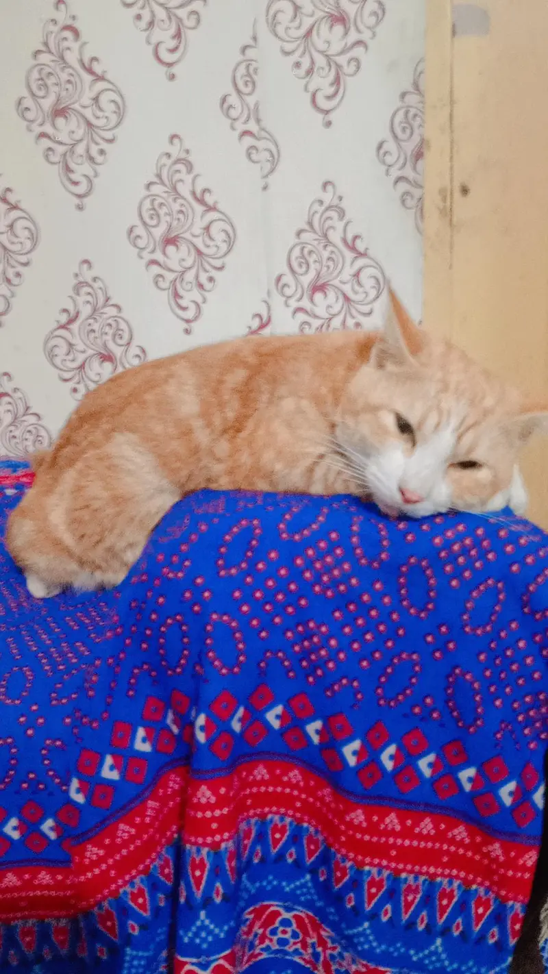 orange fur cat — photo 3