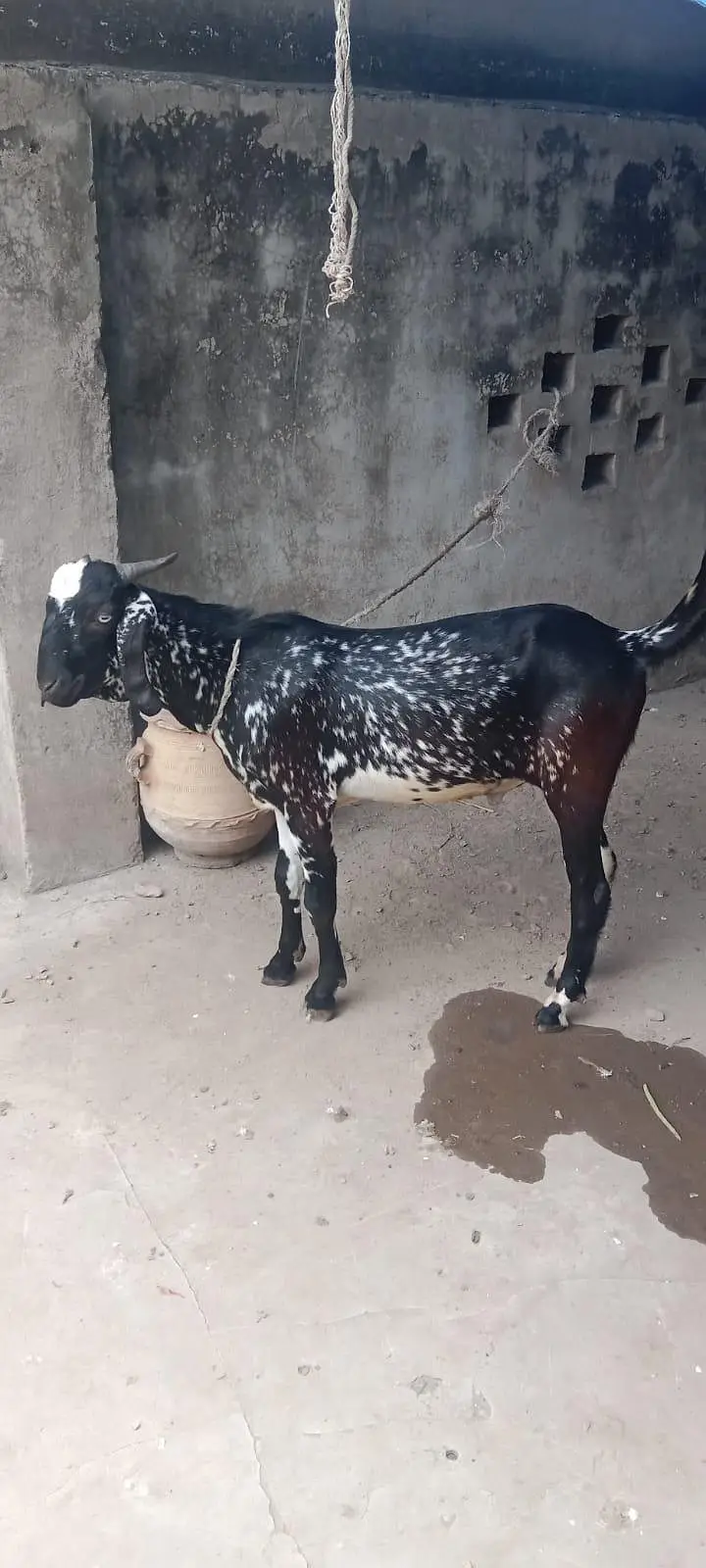 Cheena Bakra for sale — photo 2