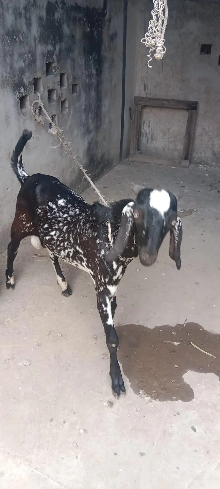 Cheena Bakra for sale — photo 4