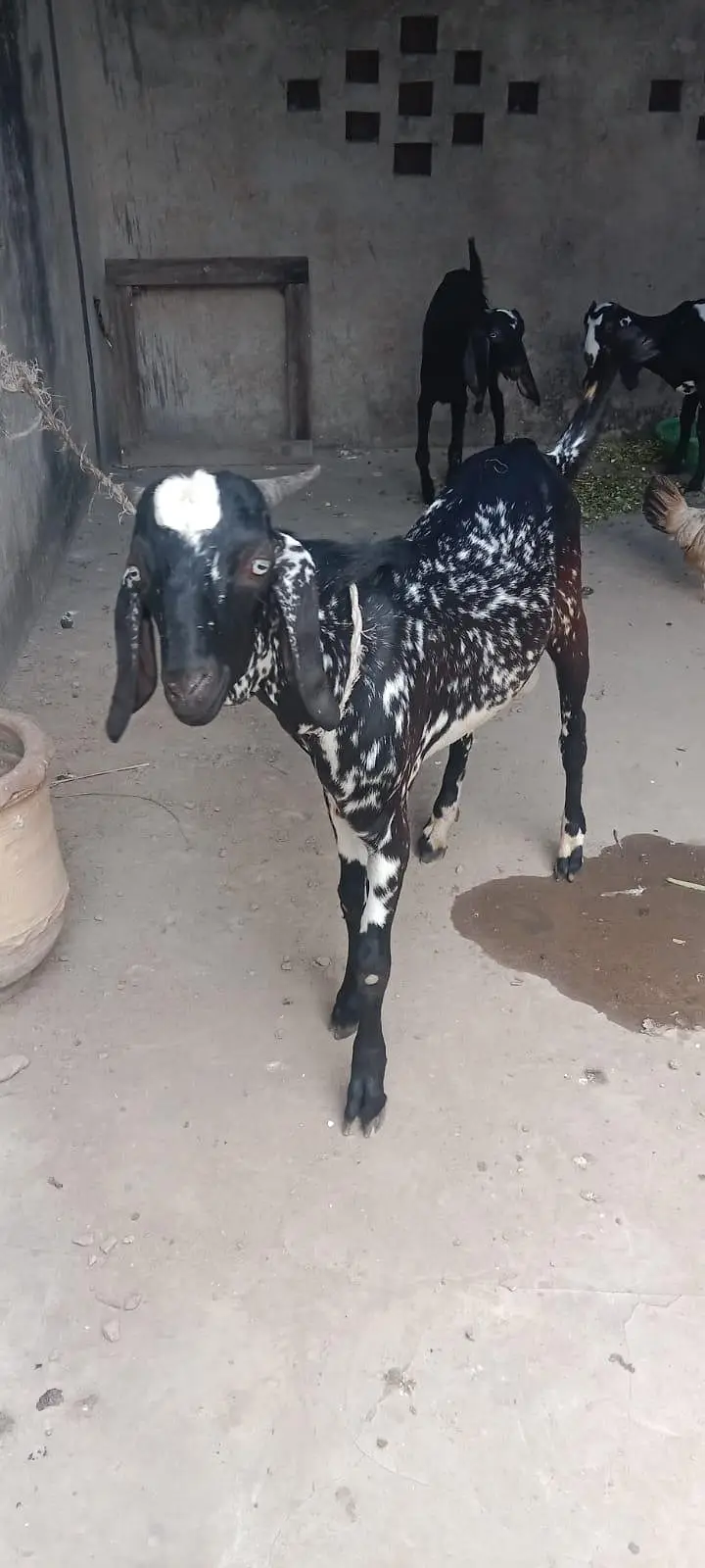 Cheena Bakra for sale — photo 5