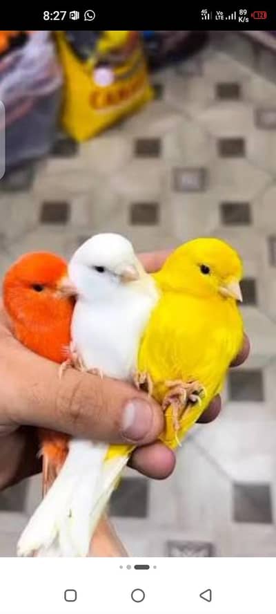 canary Bird