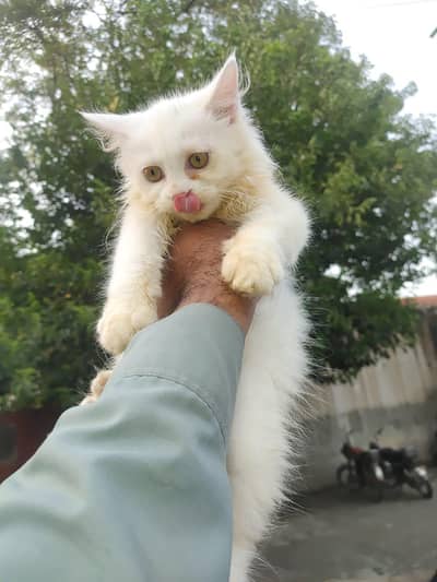 2 male One kitten and one adult stud male